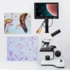 40X-2000X Biological Microscope Sperm Locust Blood Test Microsocpe w7″ Screen